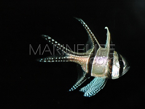 Pterapogon kauderni