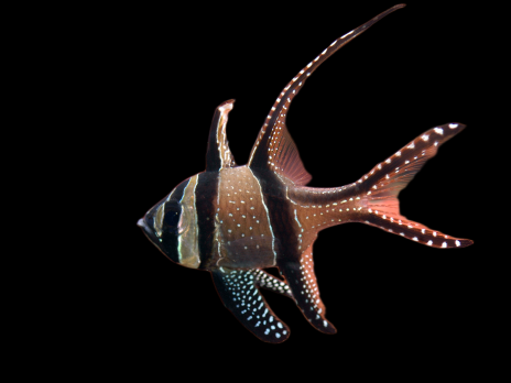Pterapogon kauderni 3-4cm