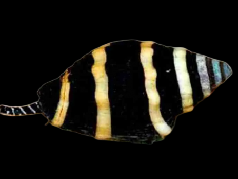 Pusiostoma mendicaria 1-2 cm