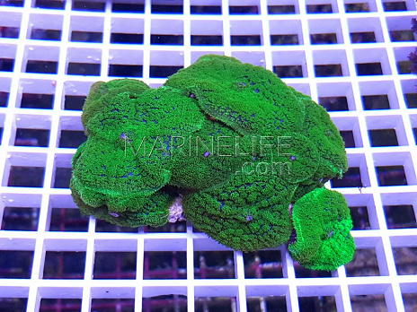 Rhodactis inchoata full green