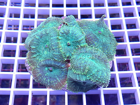 Rhodactis inchoata green
