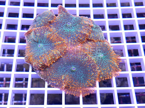 Rhodactis inchoata ice fire