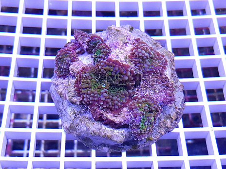 Ricodea yuma yellow green