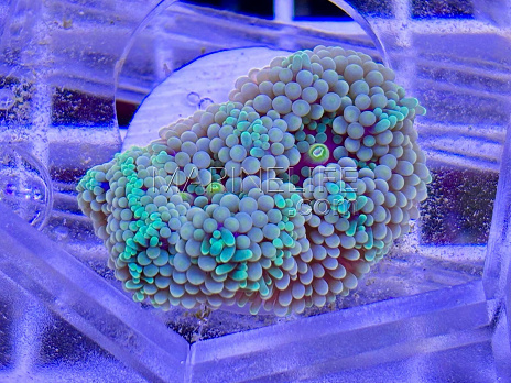 Ricordea floridae rainbow 02