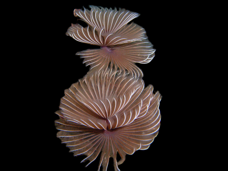 Sabellastarte indica M
