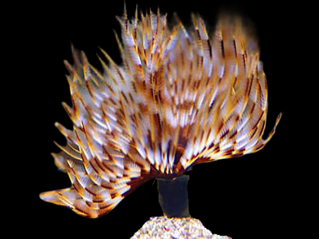 Sabellastarte sp. M