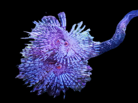 Sabellastarte spectabilis S