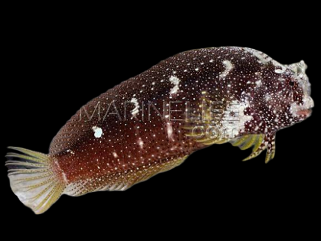 Salarias ramosus M