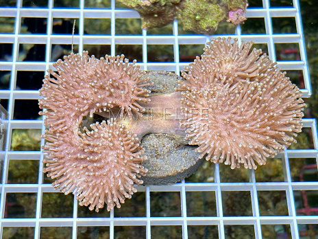 Sarcophyton ehrenbergi 03