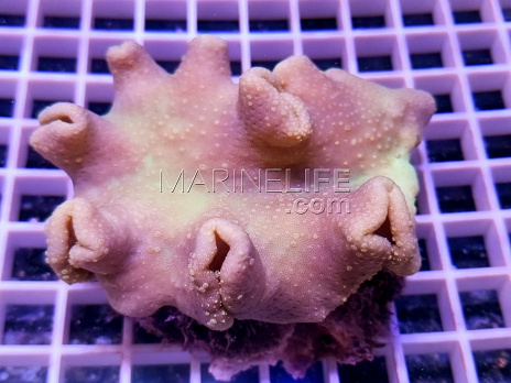 Sarcophyton elegans