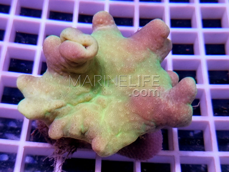 Sarcophyton elegans