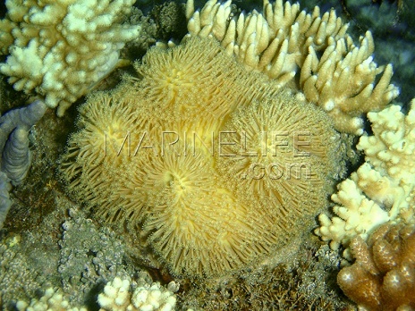 Sarcophyton sp.