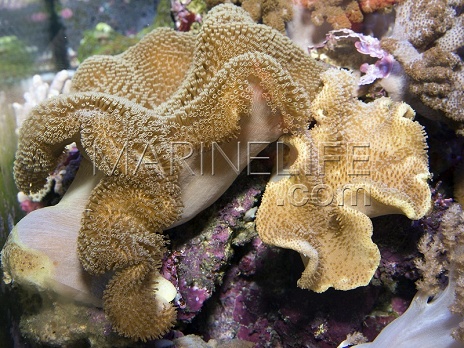 Sarcophyton sp.
