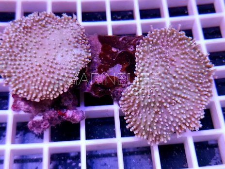 Sarcophyton sp.