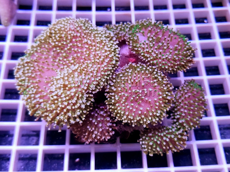 Sarcophyton sp.