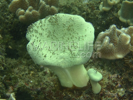 Sarcophyton spp.
