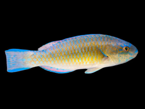 Scarus ghobban Femelle 10-15 cm