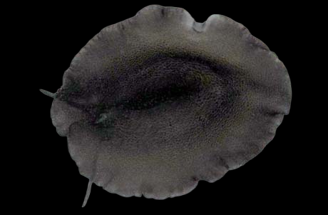 Scutus unguis 4-6 cm