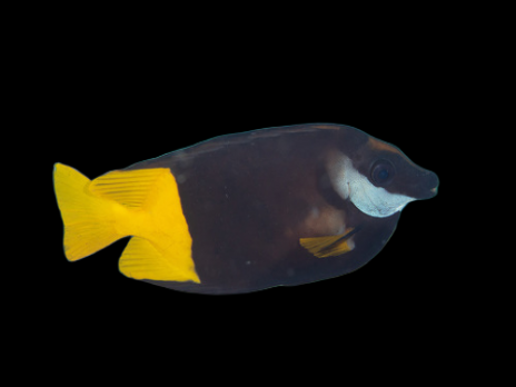Siganus uspi 8-10cm