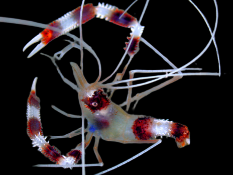 Stenopus hispidus 2-3 cm