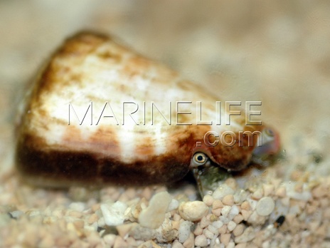 Strombus luhuanus