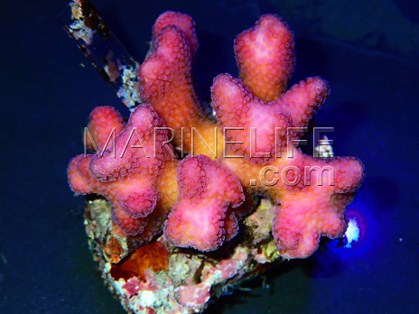 Stylophora pistillata