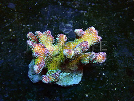 Stylophora pistillata
