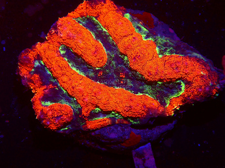 Symphyllia spp selected N07