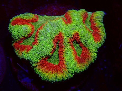 Symphyllia spp selected N11
