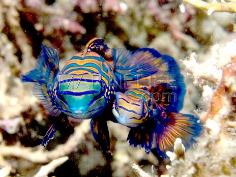 Synchiropus splendidus - Couple mâle/femelle