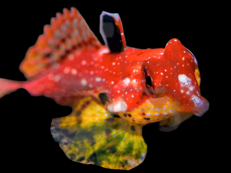 Synchiropus sycorax 3-4cm Femelle