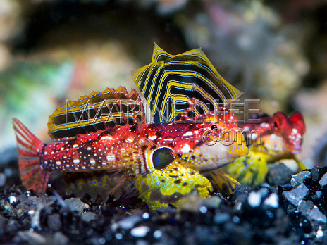 Synchiropus sycorax