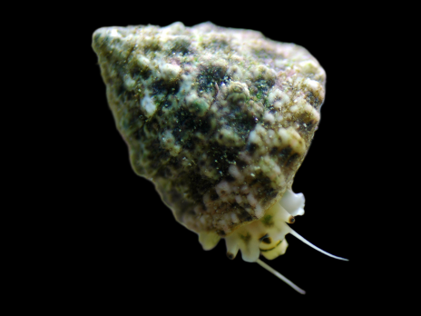 Tectus fenestratus M