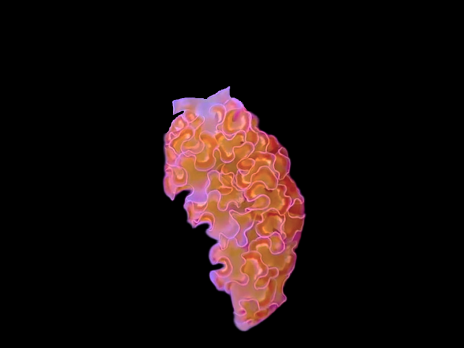 Tridachia crispata - Limace contre les filamenteuses Albinos EXCEPTIONNELLE