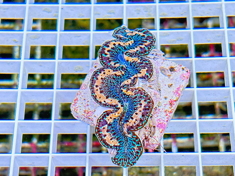 Tridacna maxima blue 02