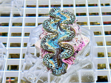 Tridacna maxima blue 03