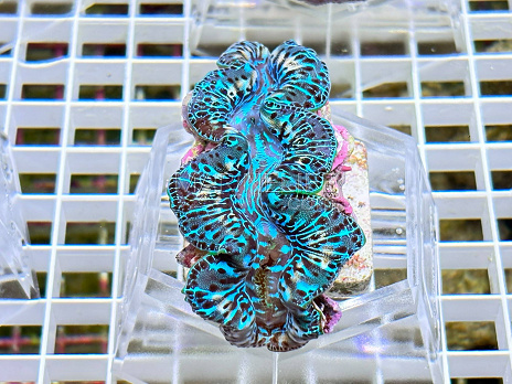 Tridacna maxima blue 04