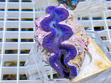 Tridacna maxima blue 05