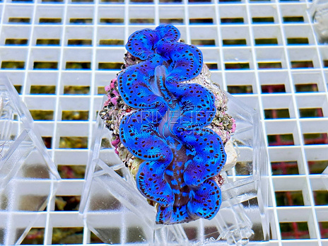 Tridacna maxima blue 06