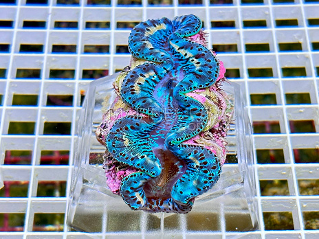 Tridacna maxima blue 07