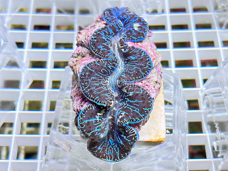 Tridacna maxima blue 08