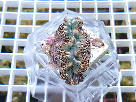Tridacna maxima silver