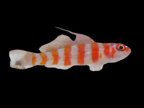 Trimma cana 2-3cm