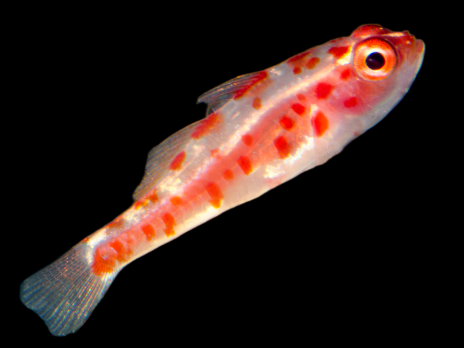 Trimma rubromaculatum 2-3cm
