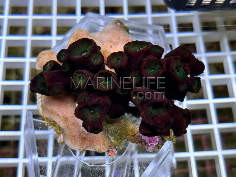 Tubastraea micranthus black 01