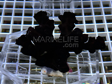 Tubastraea micranthus black 02