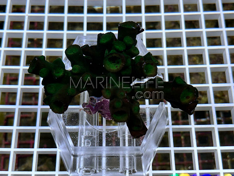 Tubastraea micranthus dark green