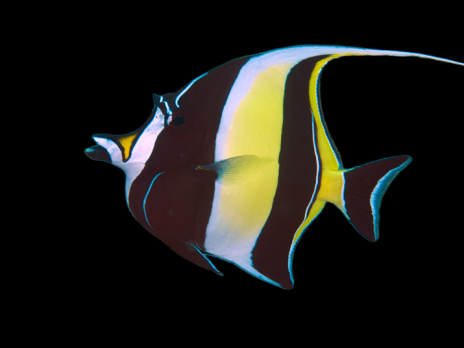 Zanclus cornutus 6-8 cm
