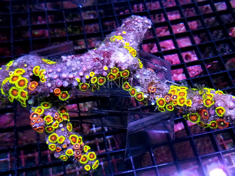 Zoanthus sp.