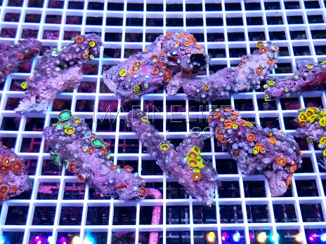 Zoanthus sp.